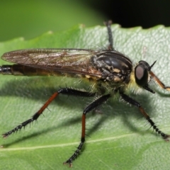 Zosteria rosevillensis at Acton, ACT - 21 Jan 2022 02:01 PM