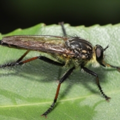 Zosteria rosevillensis at Acton, ACT - 21 Jan 2022 02:01 PM