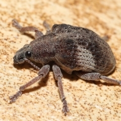 Gonipterus pulverulentus (Eucalyptus weevil) at ANBG - 21 Jan 2022 by TimL