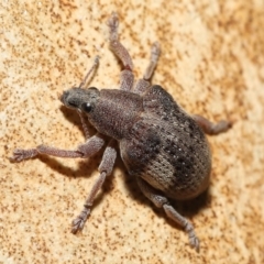 Gonipterus pulverulentus at Acton, ACT - 21 Jan 2022