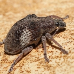 Gonipterus pulverulentus at Acton, ACT - 21 Jan 2022