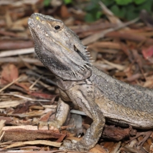 Pogona barbata at Acton, ACT - 23 Jan 2022