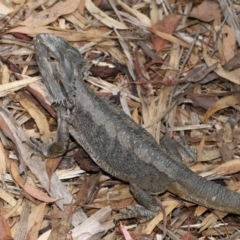 Pogona barbata at Acton, ACT - suppressed