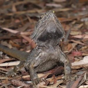 Pogona barbata at Acton, ACT - 23 Jan 2022