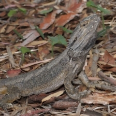 Pogona barbata at Acton, ACT - suppressed