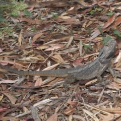 Pogona barbata at Acton, ACT - 23 Jan 2022