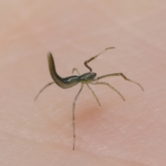 Ariamnes sp. (genus) at Acton, ACT - 23 Jan 2022