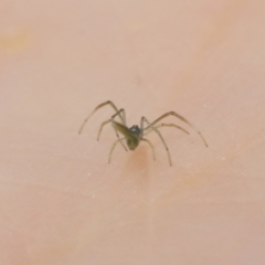 Ariamnes sp. (genus) at Acton, ACT - 23 Jan 2022