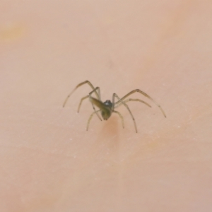 Ariamnes sp. (genus) at Acton, ACT - 23 Jan 2022