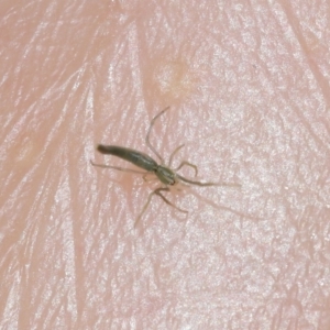 Ariamnes sp. (genus) at Acton, ACT - 23 Jan 2022