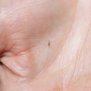 Ariamnes sp. (genus) at Acton, ACT - 23 Jan 2022