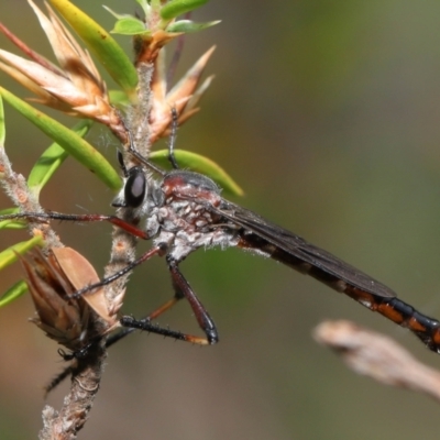 Neosaropogon sp. (genus) (A robber fly) at Acton, ACT - 28 Jan 2022 by TimL