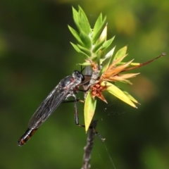 Neosaropogon sp. (genus) at Acton, ACT - 28 Jan 2022