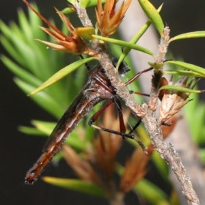 Neosaropogon sp. (genus) at Acton, ACT - 28 Jan 2022