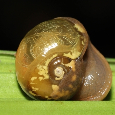 Mysticarion porrectus (Golden Semi-slug) at Acton, ACT - 28 Jan 2022 by TimL