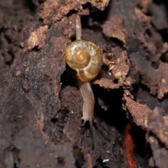 Austrorhytida capillacea (Common Southern Carnivorous Snail) at Acton, ACT - 28 Jan 2022 by TimL
