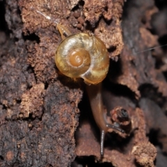 Austrorhytida capillacea at Acton, ACT - 28 Jan 2022