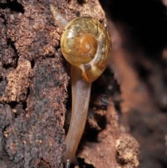 Austrorhytida capillacea at Acton, ACT - 28 Jan 2022