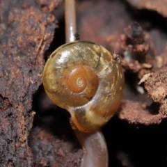 Austrorhytida capillacea at Acton, ACT - 28 Jan 2022