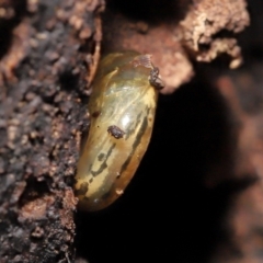 Austrorhytida capillacea at Acton, ACT - 28 Jan 2022