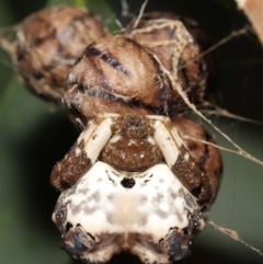 Celaenia excavata (Bird-dropping spider) at Acton, ACT - 30 Jan 2022 by TimL