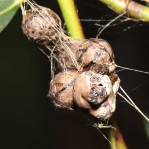 Celaenia excavata at Acton, ACT - suppressed