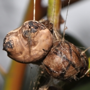 Chironomidae (family) at Acton, ACT - suppressed