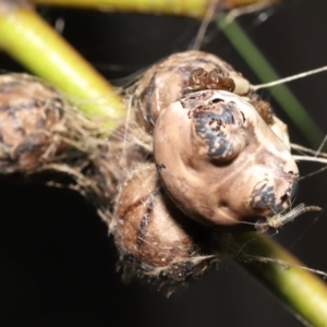 Chironomidae (family) at Acton, ACT - suppressed