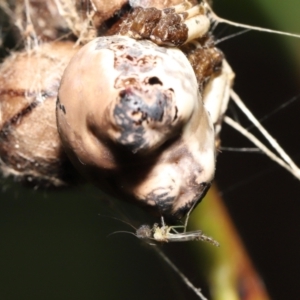 Chironomidae (family) at Acton, ACT - suppressed