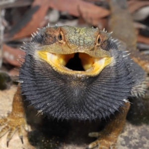 Pogona barbata at Acton, ACT - 30 Jan 2022