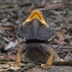 Pogona barbata at Acton, ACT - 30 Jan 2022