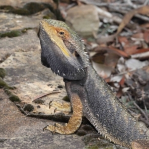 Pogona barbata at Acton, ACT - 30 Jan 2022