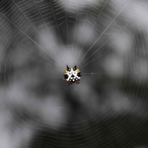 Austracantha minax at Acton, ACT - 30 Jan 2022