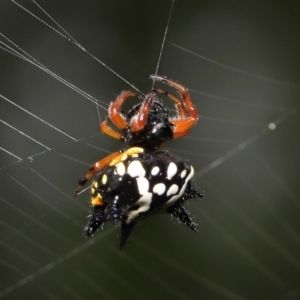 Austracantha minax at Acton, ACT - 30 Jan 2022