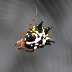 Austracantha minax at Acton, ACT - 30 Jan 2022