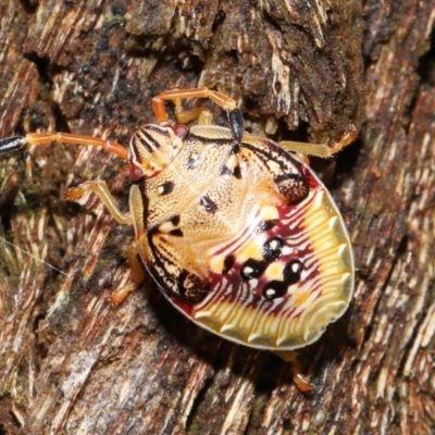Anischys sp. (genus) (Unidentified Anischys bug) at Acton, ACT - 30 Jan 2022 by TimL