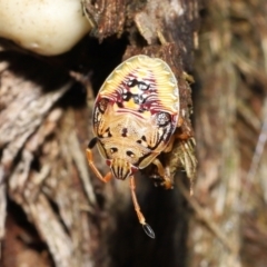 Anischys sp. (genus) at Acton, ACT - 30 Jan 2022