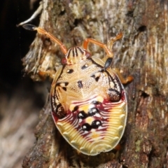 Anischys sp. (genus) at Acton, ACT - 30 Jan 2022