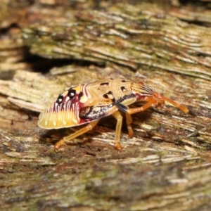 Anischys sp. (genus) at Acton, ACT - 30 Jan 2022