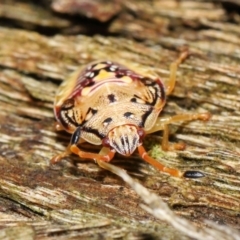 Anischys sp. (genus) at Acton, ACT - 30 Jan 2022