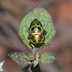 Scutiphora pedicellata (Metallic Jewel Bug) at Acton, ACT - 30 Jan 2022 by TimL