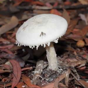 zz agaric (stem; gills white/cream) at Acton, ACT - 30 Jan 2022