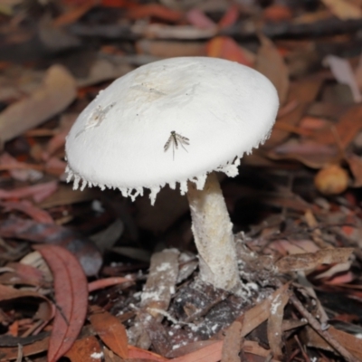 zz agaric (stem; gills white/cream) at ANBG - 30 Jan 2022 by TimL