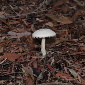 zz agaric (stem; gills white/cream) at Acton, ACT - 30 Jan 2022 11:35 AM