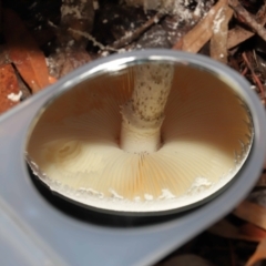 zz agaric (stem; gills white/cream) at Acton, ACT - 30 Jan 2022