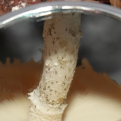 zz agaric (stem; gills white/cream) at Acton, ACT - 30 Jan 2022
