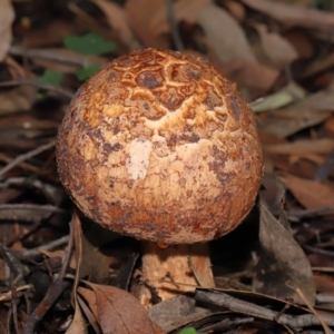 Amanita ochrophylla group at Acton, ACT - 30 Jan 2022 11:38 AM