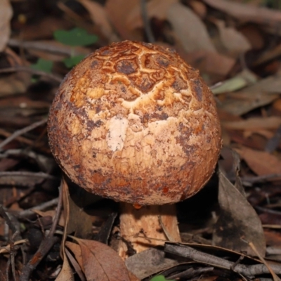 Amanita ochrophylla group at Acton, ACT - 30 Jan 2022 by TimL