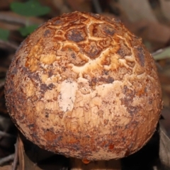 Amanita ochrophylla group at Acton, ACT - 30 Jan 2022