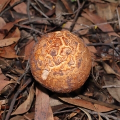 Amanita ochrophylla group at Acton, ACT - 30 Jan 2022